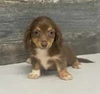 Coco-lh (crème/deluite/daple/pie, a female Miniature Dachshund for sale in Aiken, SC – 1 of 3