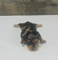 Boss (dapple/creme/lh, a male Miniature Dachshund for sale in Aiken, SC – 2 of 3