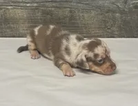 Dottie (daple/deluite/lh, a female Miniature Dachshund for sale in Aiken, SC – 2 of 4