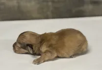 Wells-lh (daple/creme/pie, a male Miniature Dachshund for sale in Aiken, SC – 2 of 2