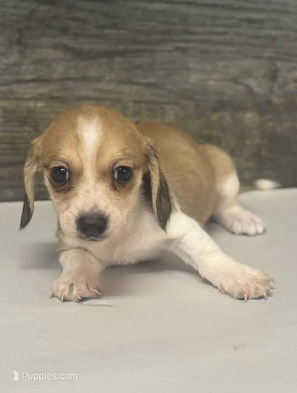 Blondie (crème/choclate/pie/lh -Russian dad – Miniature Dachshund puppy for sale in Aiken, SC