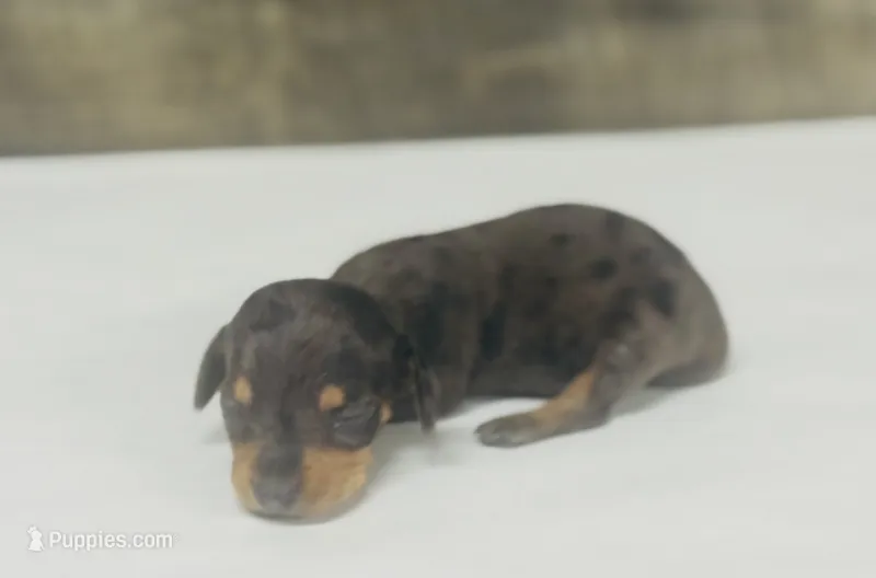 Buddy (daple/creme/lh – Miniature Dachshund puppy for sale in Aiken, SC