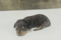 Buddy (daple/creme/lh, a male Miniature Dachshund for sale in Aiken, SC – 1 of 2