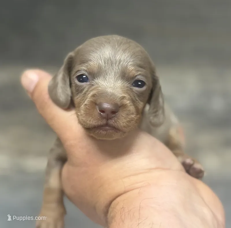 Luna (daple/deluite/creme/lh – Miniature Dachshund puppy for sale in Aiken, SC