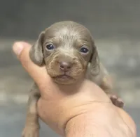 Luna (daple/deluite/creme/lh, a female Miniature Dachshund for sale in Aiken, SC – Photo 1 of 2