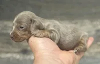 Luna (daple/deluite/creme/lh, a female Miniature Dachshund for sale in Aiken, SC – Photo 2 of 2