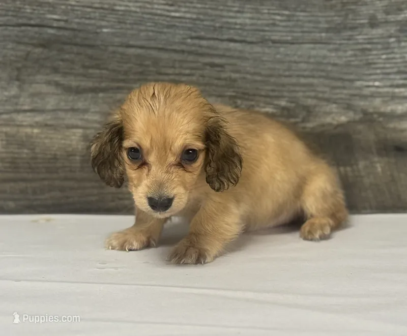 Atlas-lh (daple/creme – Miniature Dachshund puppy for sale in Aiken, SC