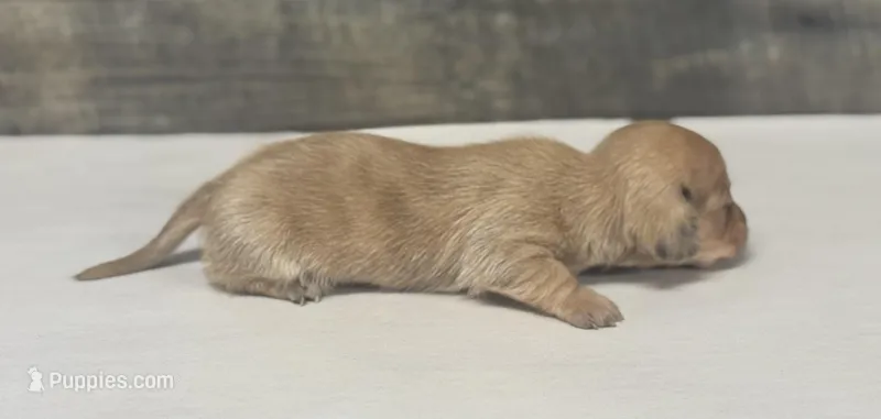 Link (lh/daple/creme/pie – Miniature Dachshund puppy for sale in Aiken, SC