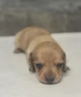 Link (lh/daple/creme/pie, a male Miniature Dachshund for sale in Aiken, SC – Photo 2 of 2