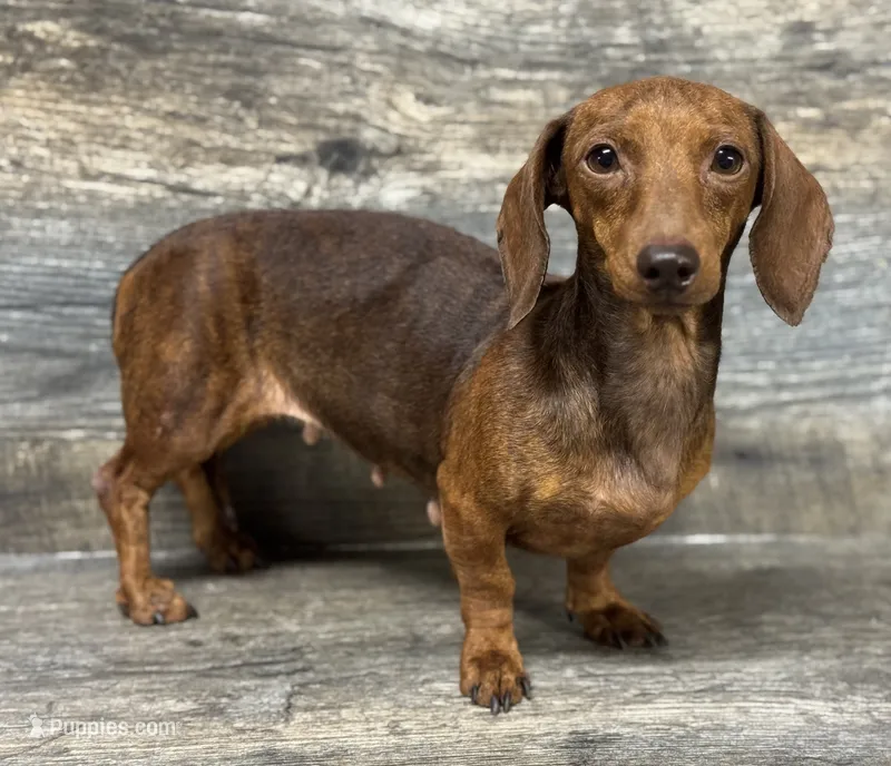 Hazel  – Miniature Dachshund puppy for sale in Aiken, SC