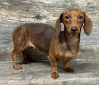 Hazel , a female Miniature Dachshund for sale in Aiken, SC – 1 of 1