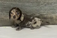 Gomez-lh (daple/deluite/creme, a male Miniature Dachshund for sale in Aiken, SC – 1 of 2