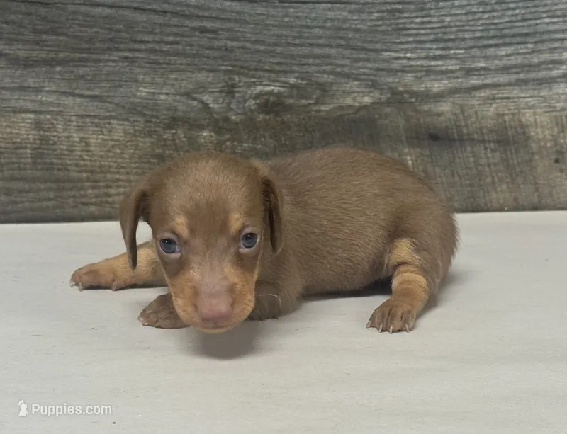 Coco (daple/deluite/lh – Miniature Dachshund puppy for sale in Aiken, SC