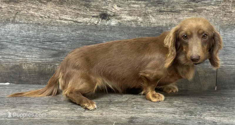 Coco-lh (daple/creme – Miniature Dachshund puppy for sale in Aiken, SC