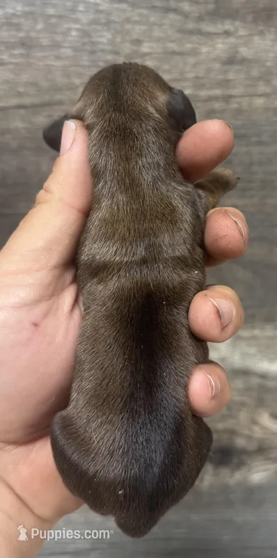 Lolly (daple/creme/pied/lh – Miniature Dachshund puppy for sale in Aiken, SC