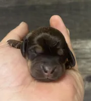 Lolly (daple/creme/pied/lh, a female Miniature Dachshund for sale in Aiken, SC – Photo 2 of 2