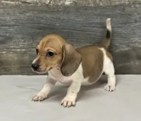 Waffles (crème/pie/lh-russian dad, a female Miniature Dachshund for sale in Aiken, SC – 2 of 2