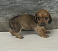 Shady (daple/creme/lh/pie/deluite, a female Miniature Dachshund for sale in Aiken, SC – 1 of 2