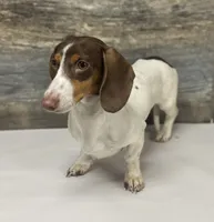 Sugar ( daple/deluite/lh, a female Miniature Dachshund for sale in Aiken, SC – 2 of 2