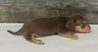 Brownie (daple/creme/lh/deluite, a male Miniature Dachshund for sale in Aiken, SC – 2 of 2