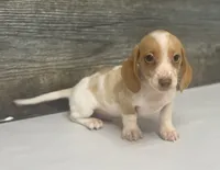 Link (crème/daple/lh/deluite- russian import dad, a male Miniature Dachshund for sale in Aiken, SC – 1 of 4