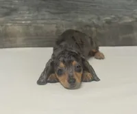 Ginger (daple/creme, a female Miniature Dachshund for sale in Aiken, SC – 4 of 4