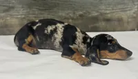 Champ (daple/creme, a male Miniature Dachshund for sale in Aiken, SC – 2 of 3