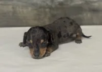Vin (daple/creme/lh, a male Miniature Dachshund for sale in Aiken, SC – 2 of 2