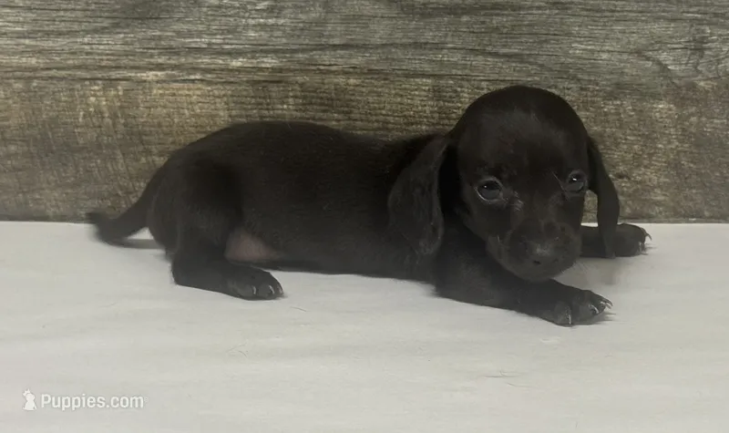 Ace (lh/pie/dapple/creme – Miniature Dachshund puppy for sale in Aiken, SC