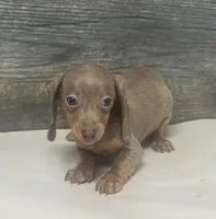 Luna (crème/lh/daple/deluite, a female Miniature Dachshund for sale in Aiken, SC – 1 of 3