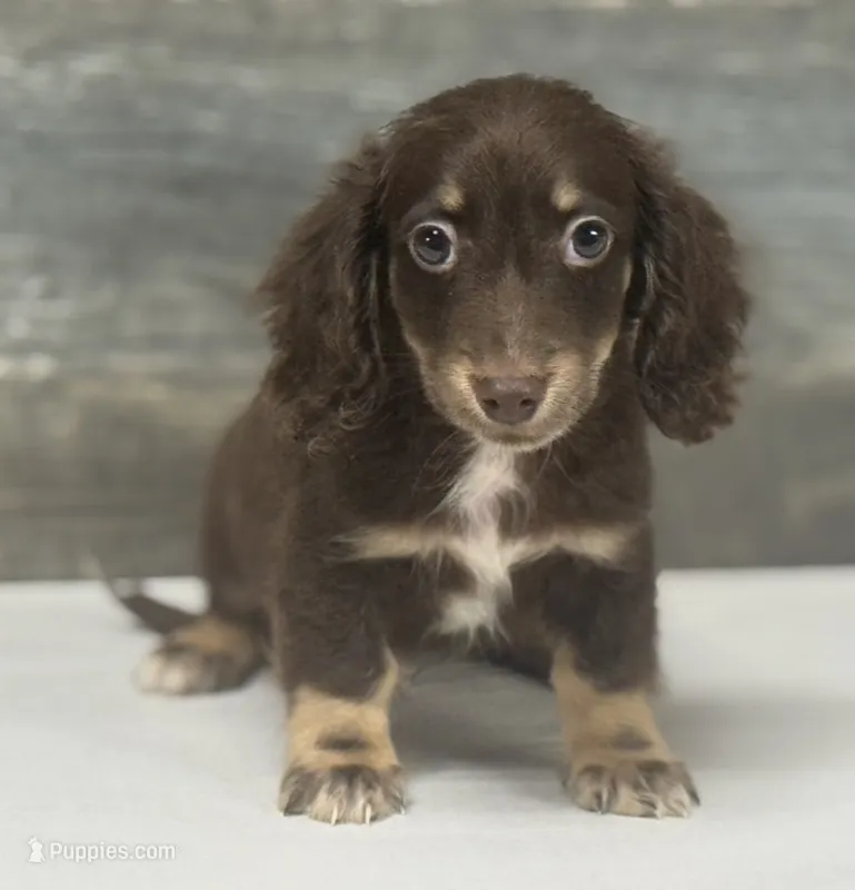 Diseal-lh (daple/creme/deluite/pie – Miniature Dachshund puppy for sale in Aiken, SC