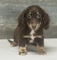 Diseal-lh (daple/creme/deluite/pie, a male Miniature Dachshund for sale in Aiken, SC – 1 of 2