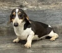 Muffins (daple/deluite/lh, a female Miniature Dachshund for sale in Aiken, SC – 2 of 2