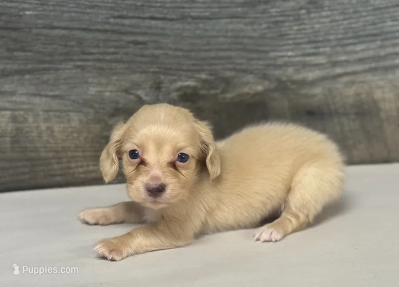 Atlas-lh (crème/dapple – Miniature Dachshund puppy for sale in Aiken, SC