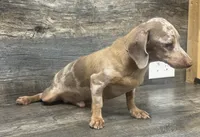 Lil whiskey (daple/deluite/lh (small), a male Miniature Dachshund for sale in Aiken, SC – 3 of 4