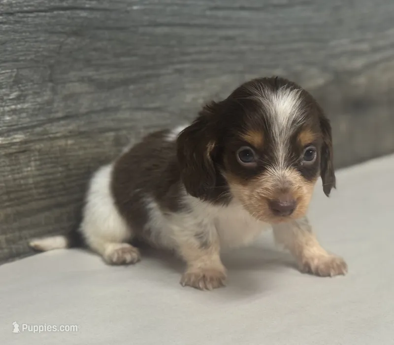 Rolo-lh (Deluite/creme/lh-russian dad – Miniature Dachshund puppy for sale in Aiken, SC