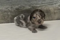 Gomez-lh (daple/lh/creme, a male Miniature Dachshund for sale in Aiken, SC – 2 of 2