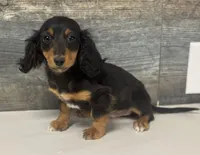 Ace-lh (Deluite/daple/pie, a male Miniature Dachshund for sale in Aiken, SC – Photo 1 of 2