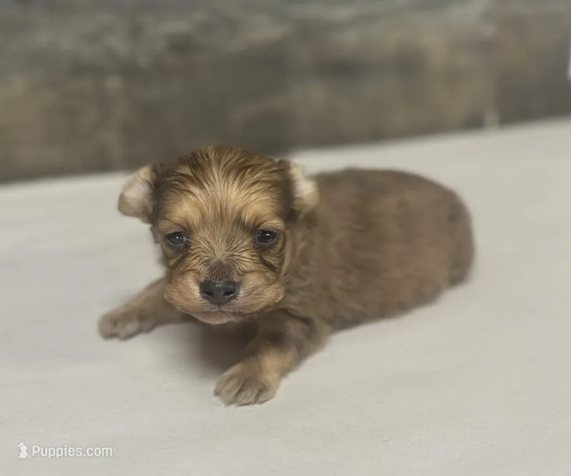Wells-lh (crème)(crème brindle/pie, a male Miniature Dachshund for sale in Aiken, SC – Photo 1 of 2