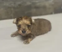 Wells-lh (crème)(crème brindle/pie, a male Miniature Dachshund for sale in Aiken, SC – Photo 1 of 2