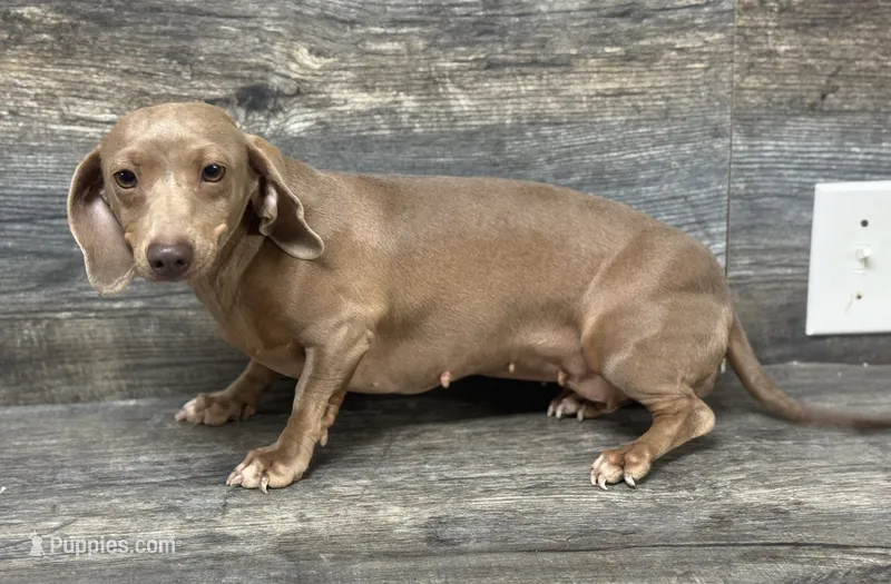 Icesis , a female Miniature Dachshund for sale in Aiken, SC – 1 of 2