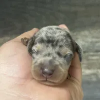 Gomez (Deluite/creme/longhaired, a male Miniature Dachshund for sale in Aiken, SC – Photo 1 of 2