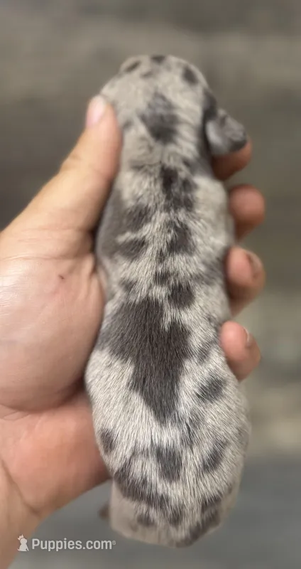 Gomez (Deluite/creme/longhaired – Miniature Dachshund puppy for sale in Aiken, SC