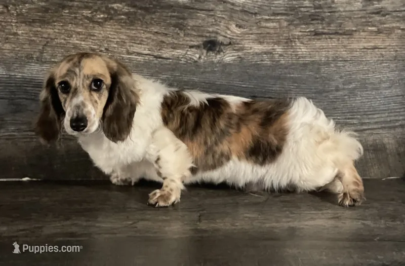 Wells akc  – Miniature Dachshund puppy for sale in Aiken, SC