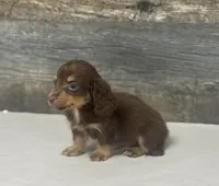 Max-lh (daple/creme/deluite/pie, a male Miniature Dachshund for sale in Aiken, SC – 2 of 3