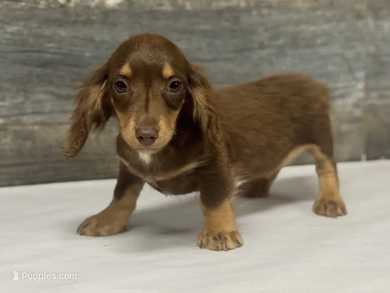 Max-lh (crème/daple/deluite – Miniature Dachshund puppy for sale in Aiken, SC