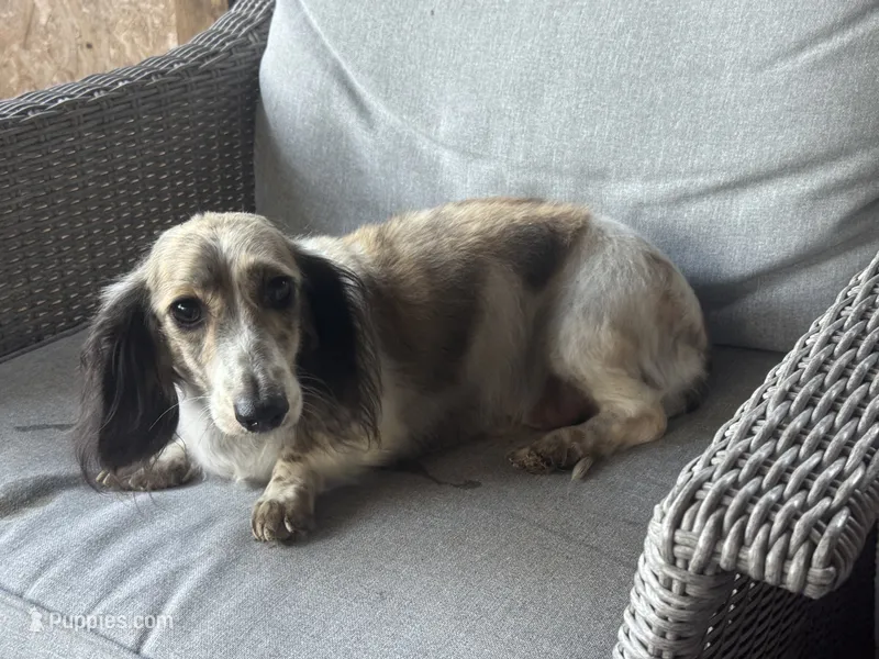Wells akc  – Miniature Dachshund puppy for sale in Aiken, SC