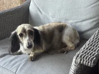 Wells akc , a male Miniature Dachshund for sale in Aiken, SC – 1 of 2