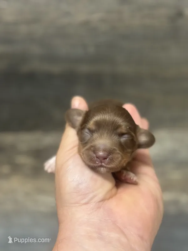 Coco-lh (daple/creme/piebald/deluite – Miniature Dachshund puppy for sale in Aiken, SC