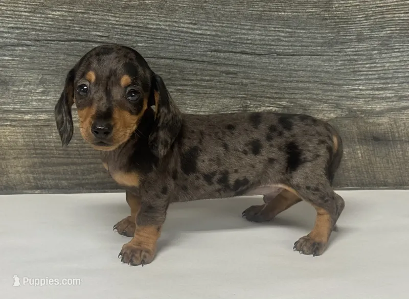Bud (lh/creme – Miniature Dachshund puppy for sale in Aiken, SC